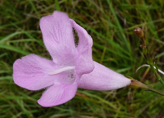 {Agalinis linifolia}
